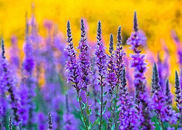 “真实物理引擎”下棋 《超将棋》免费上线Steam