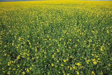 NASA成功发射探测器Psyche 将围绕同名金属小行星运行