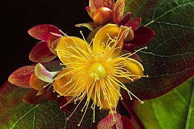 国产大作《湮灭之潮》招募开发精英 虚幻5技术团队扩容